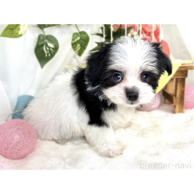 成約済の滋賀県のチワマル:チワワ×マルチーズ-408980の2枚目